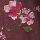 BURGUNDY FLORAL