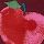 Apple red