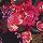 Black & pink blossom