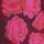Burgundy floral